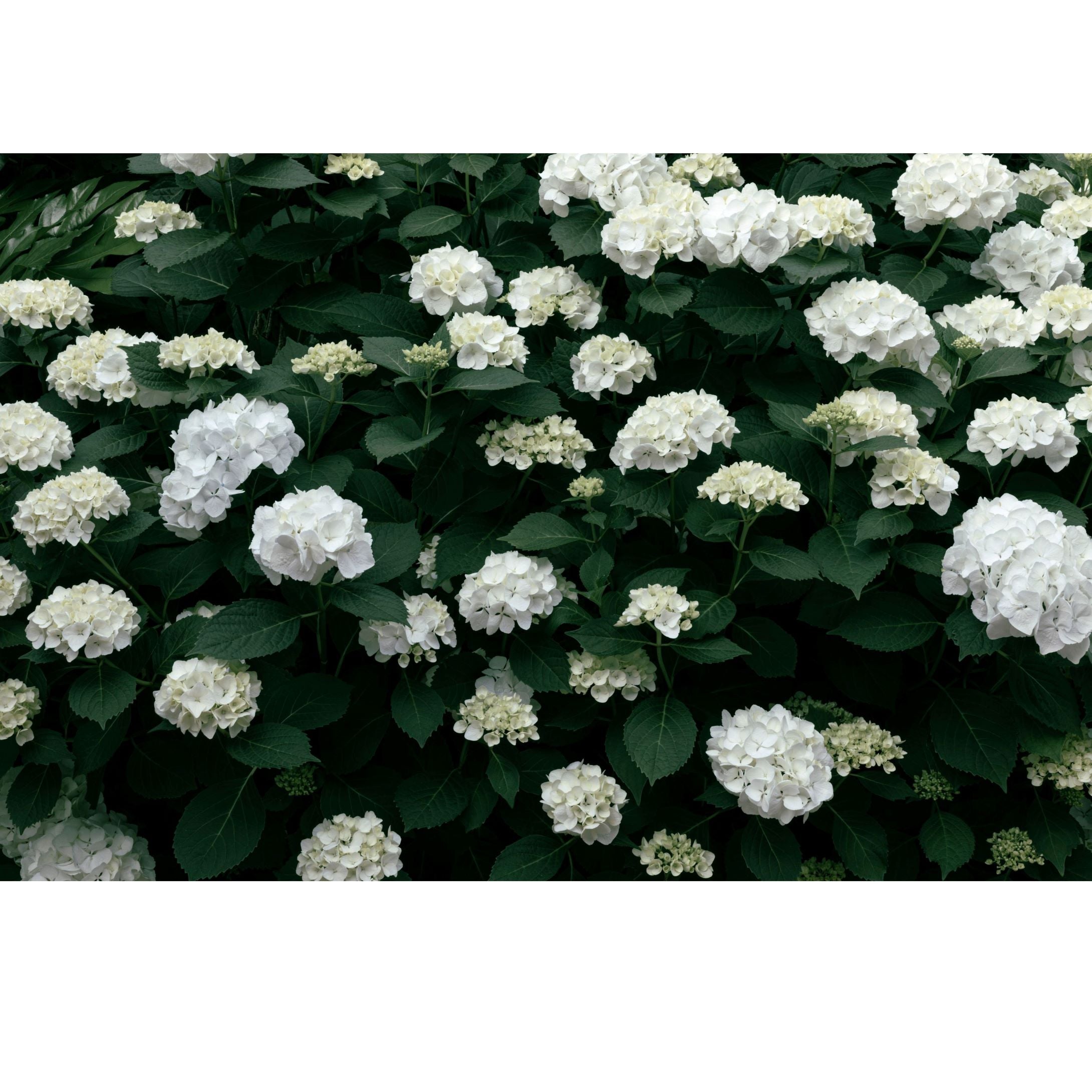 White Hydrangea Bush Print by Kirsten Clark Art