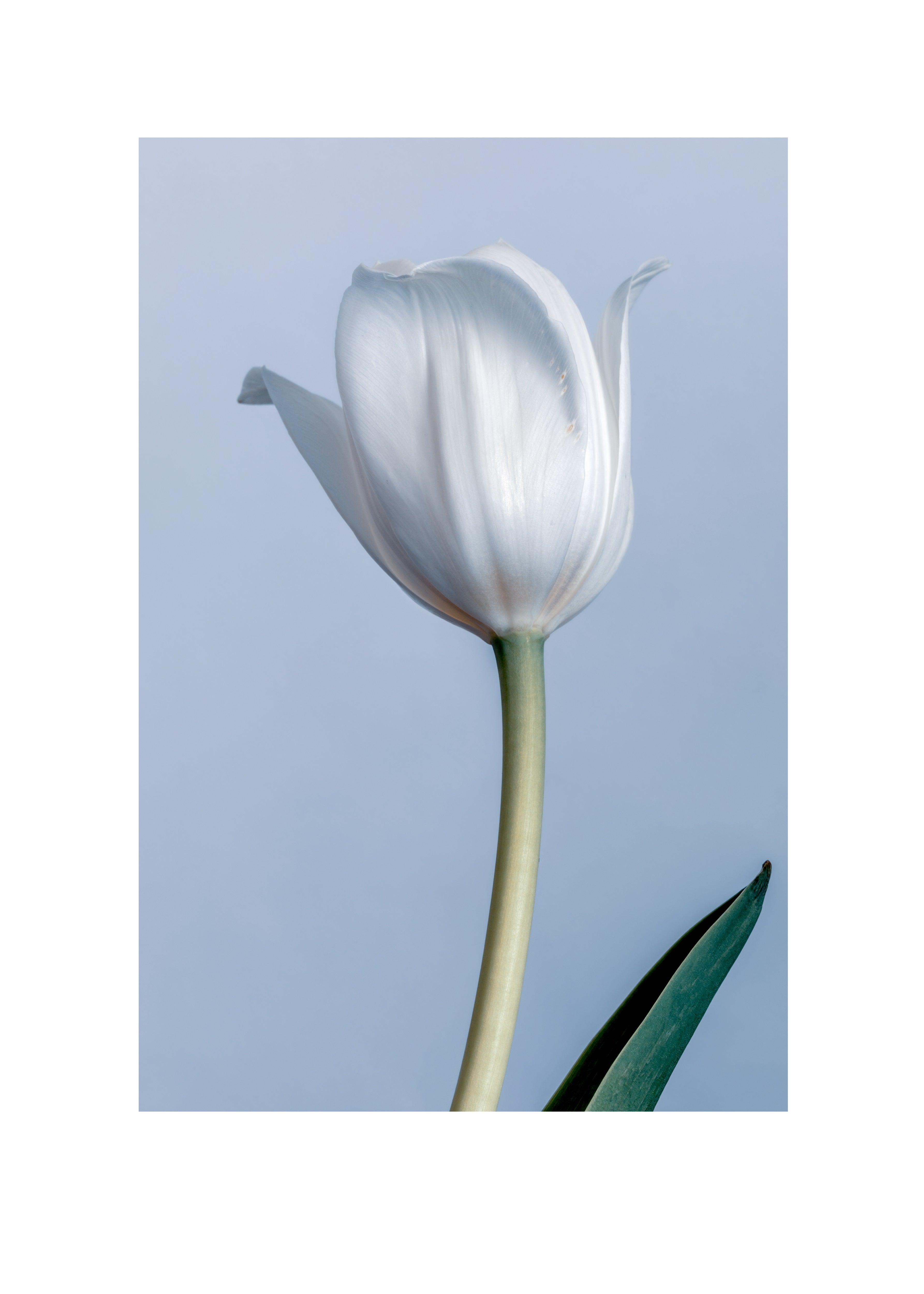 White Tulip Print