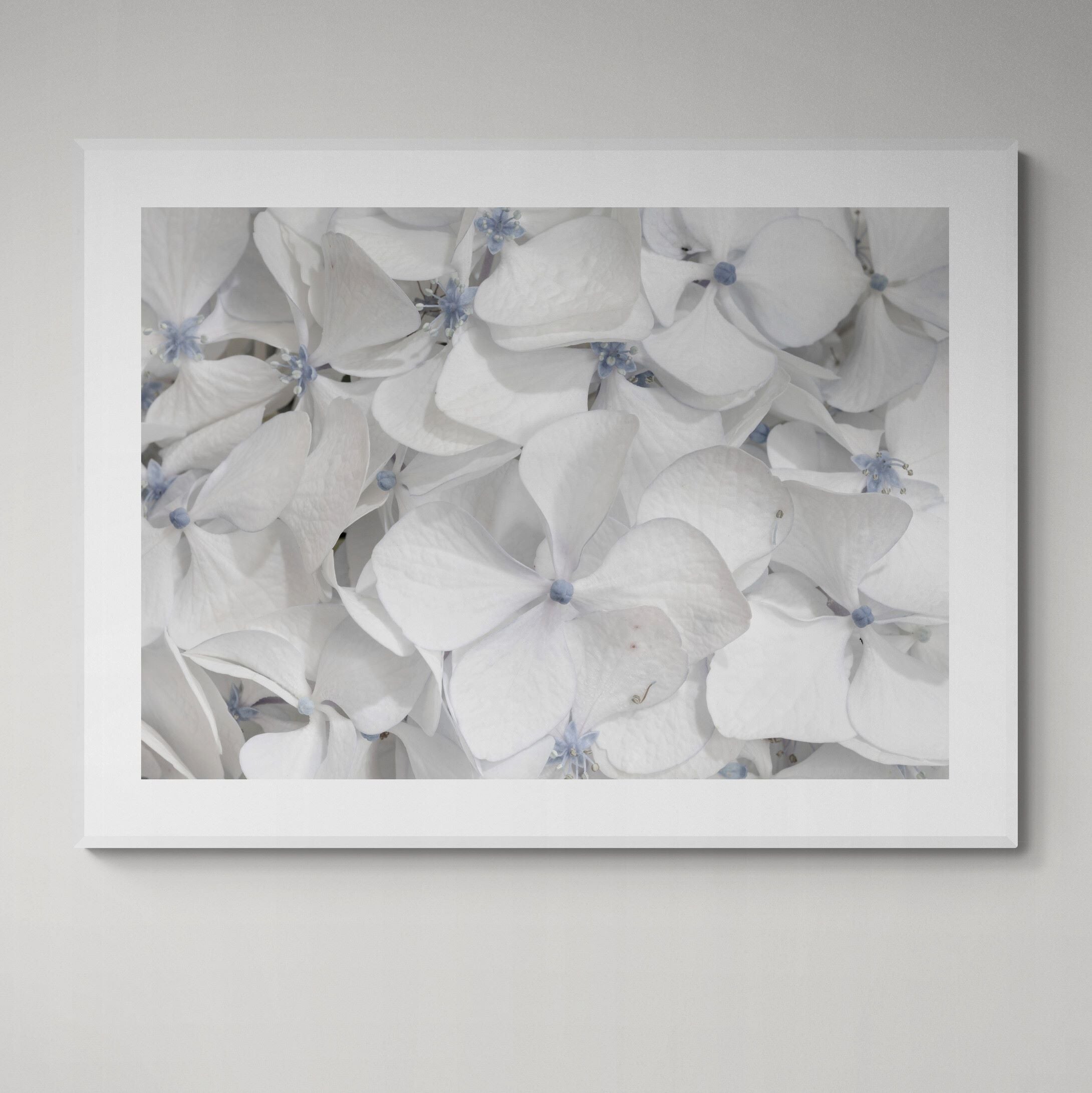 cool summer whites hydrangea print framed on wall by Kirsten Clark Art