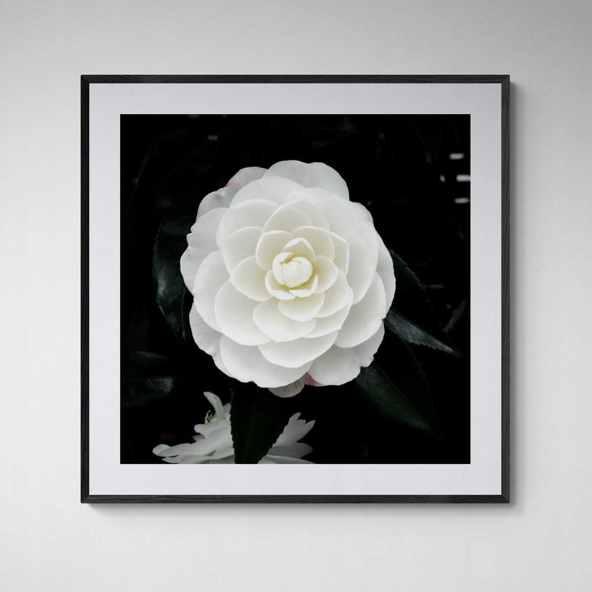 Early Pearly White Camellia Bloom | Open Edition Print