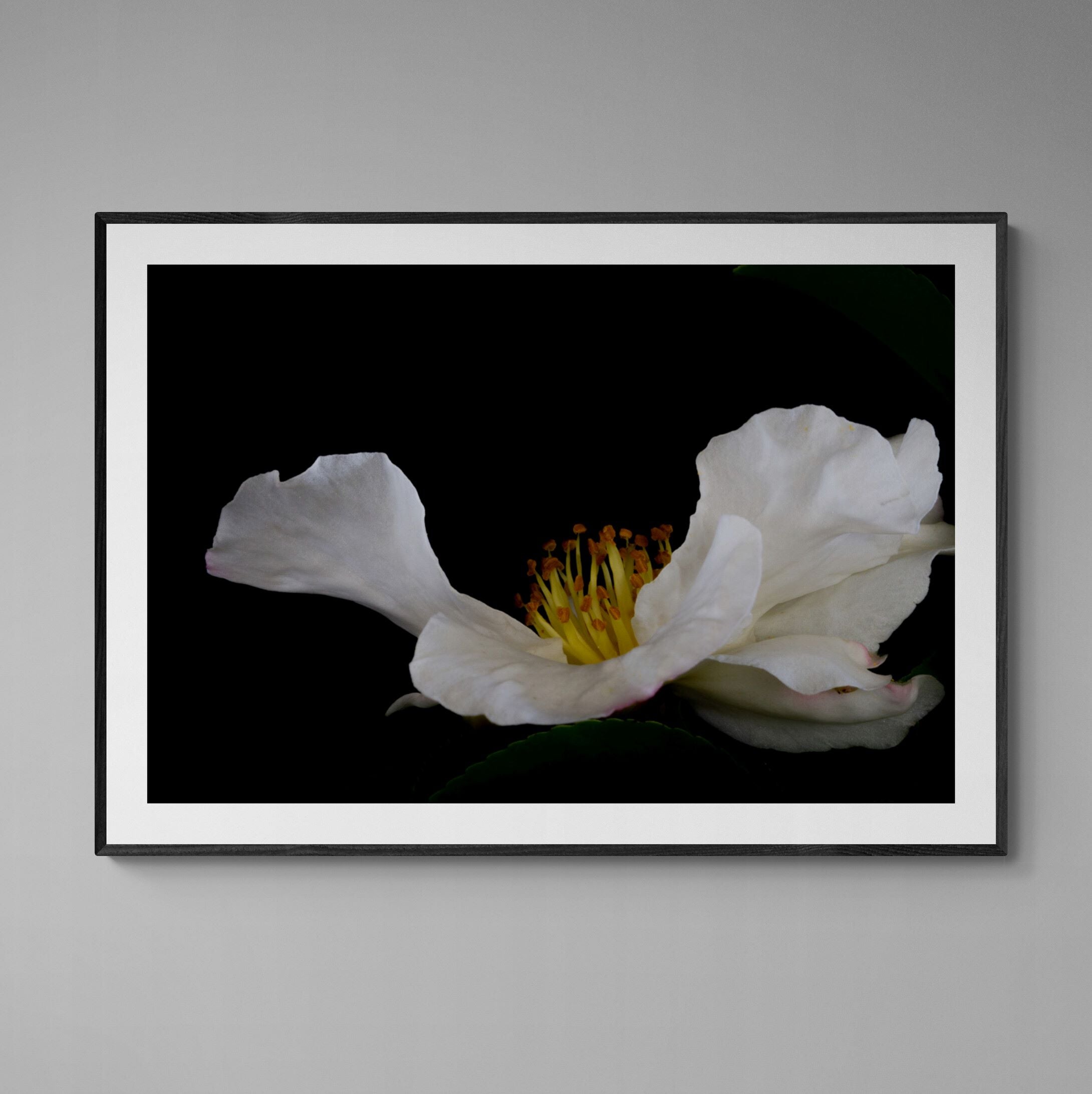 floating white camellia print framed on the wall by Kirsten Clark Art