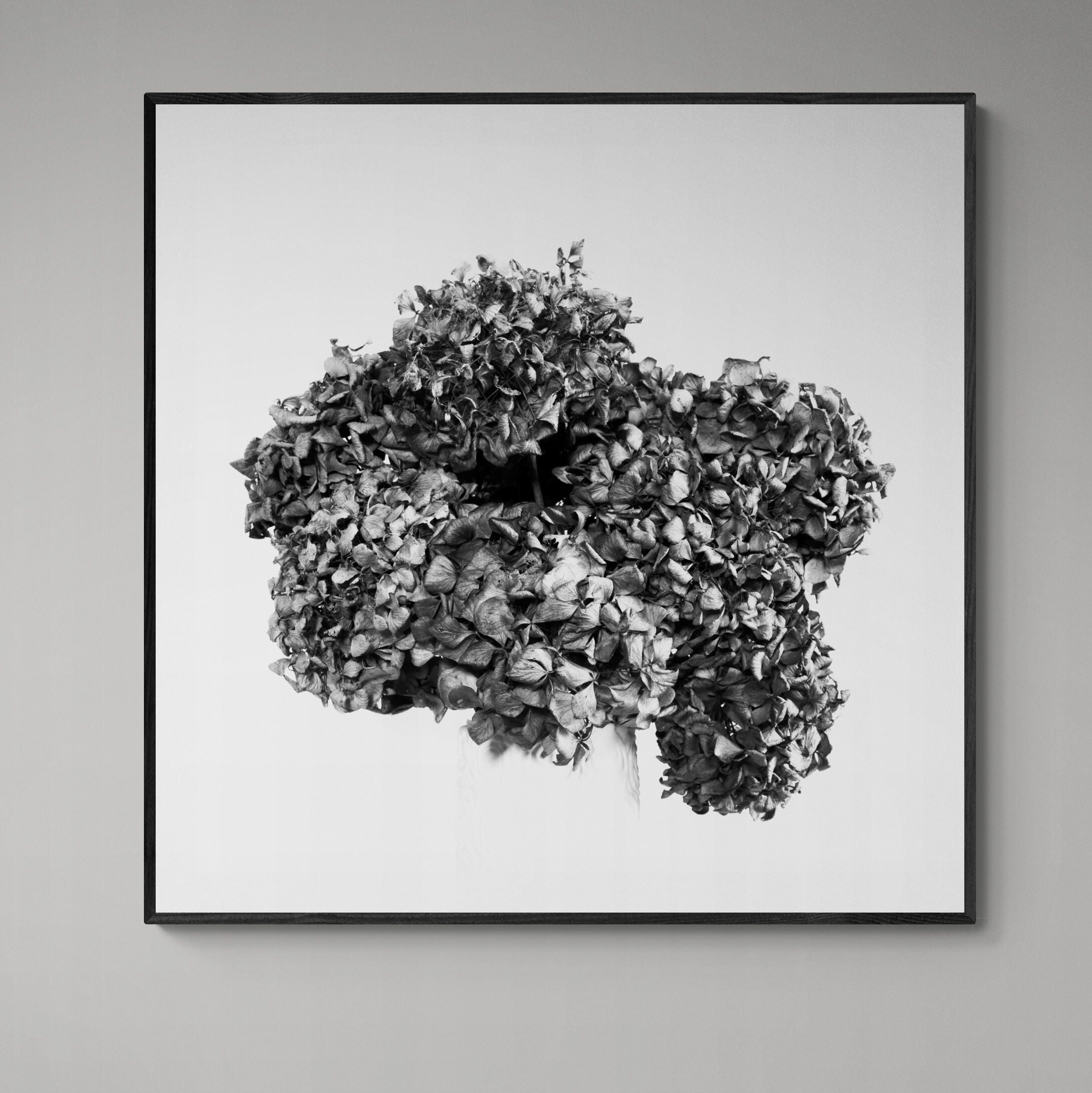 lasting blooms dried hydrangeas black & white print framed on the wall by Kirsten Clark Art