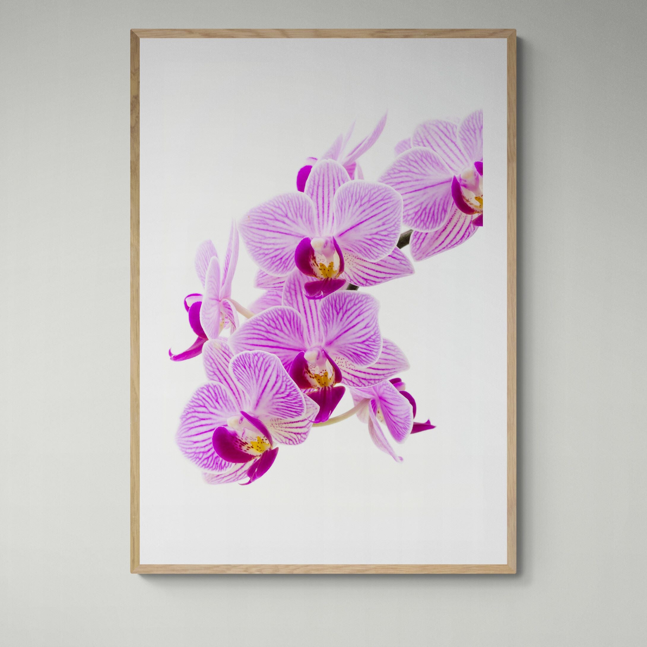 pink_orchid_print_framed_on_wall by Kirsten Clark Art