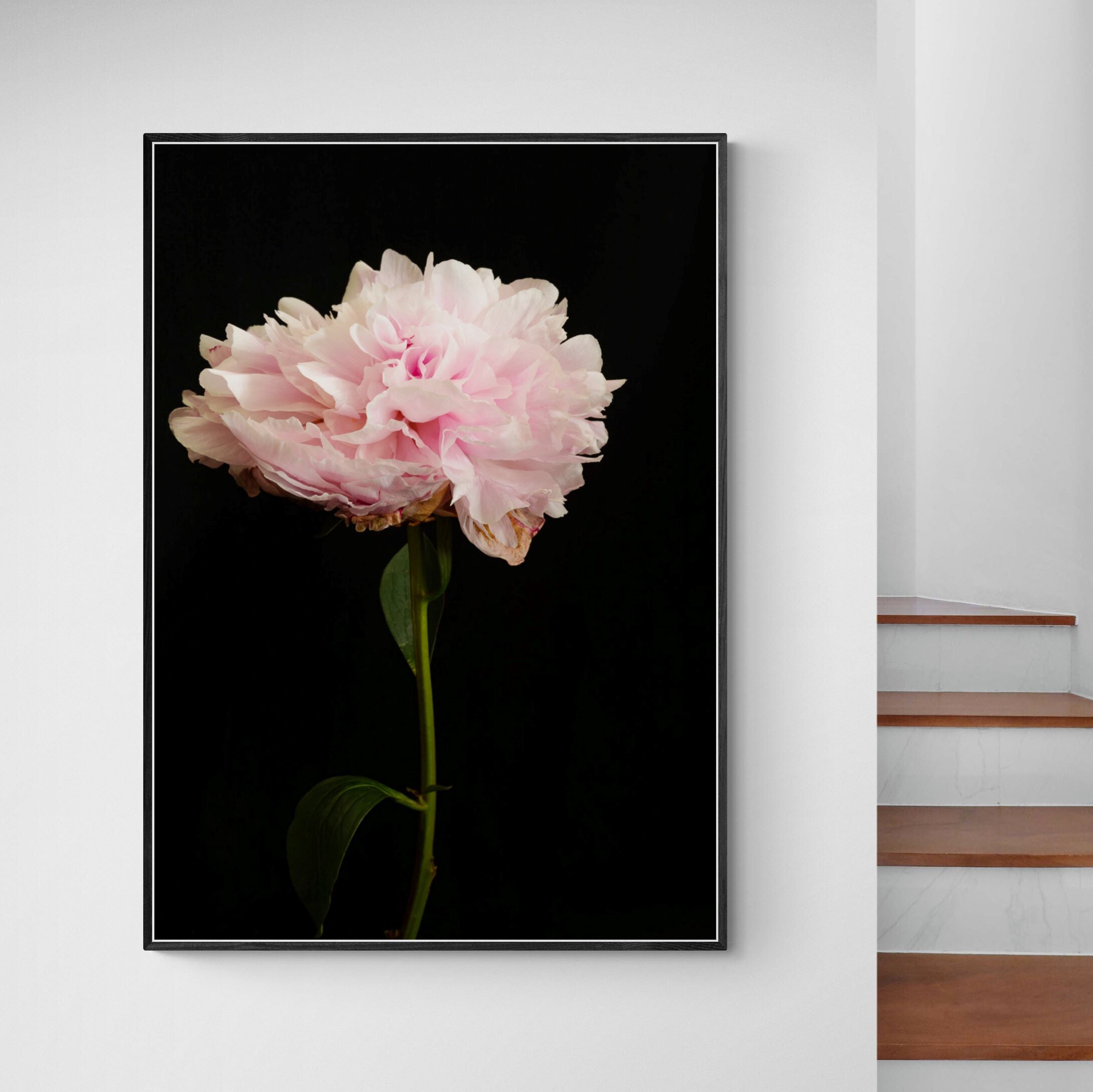 pink peony canvas print on interior-feature-wall by Kirsten Clark Art