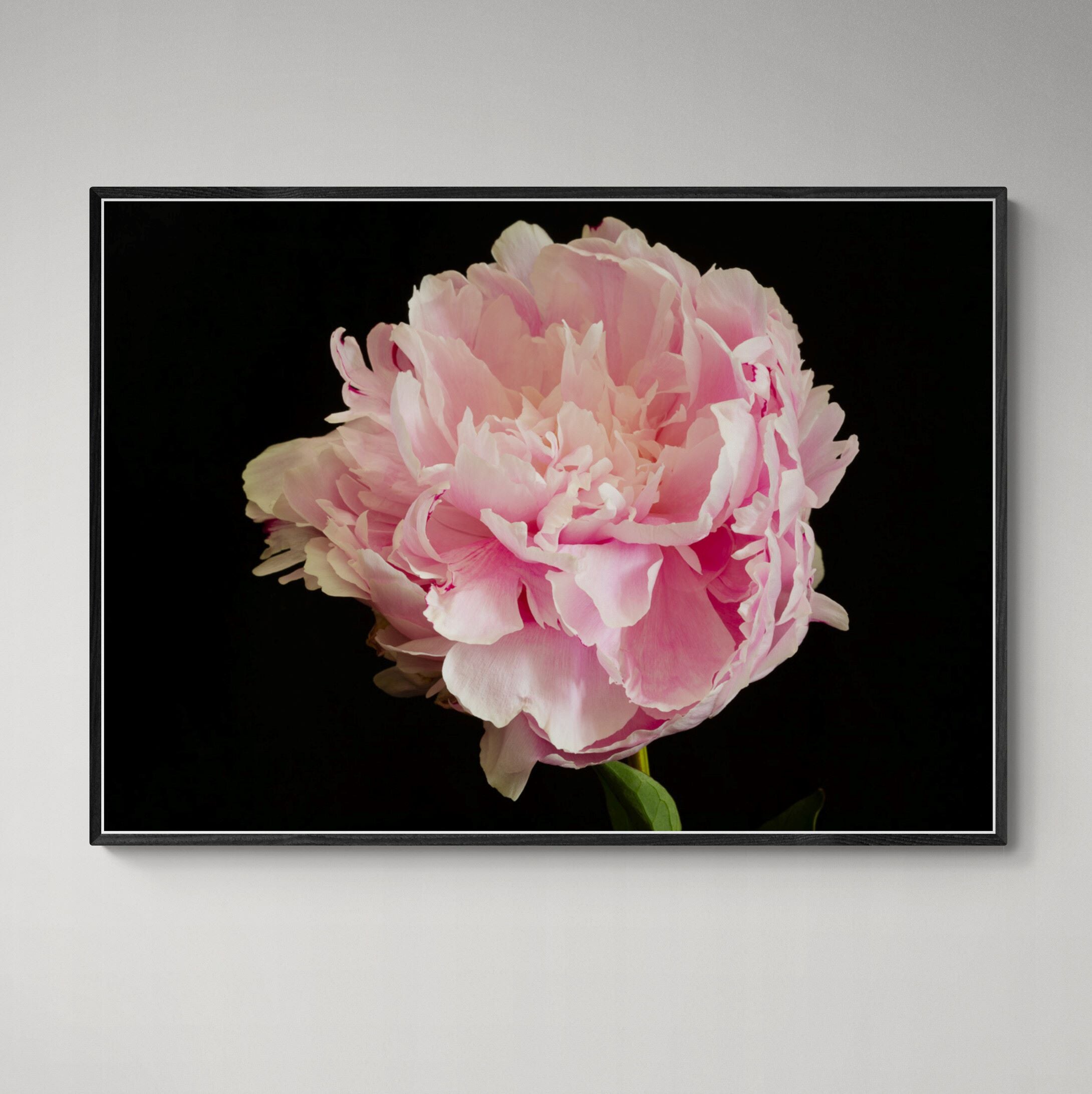 pink peony full bloom canvas print framed on wall by Kirsten Clark Art