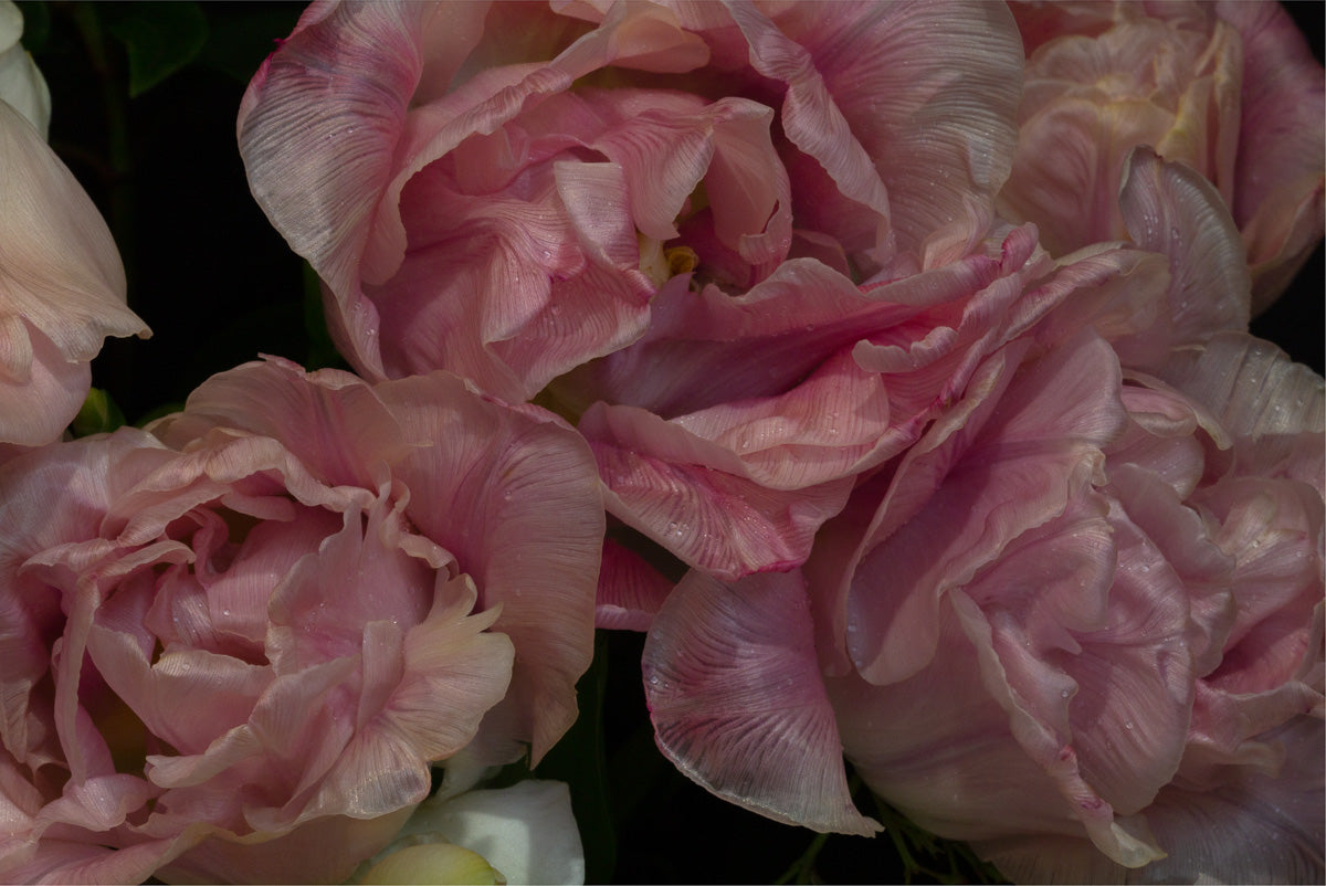 Tulips Fine Art Print by Kirsten Clark