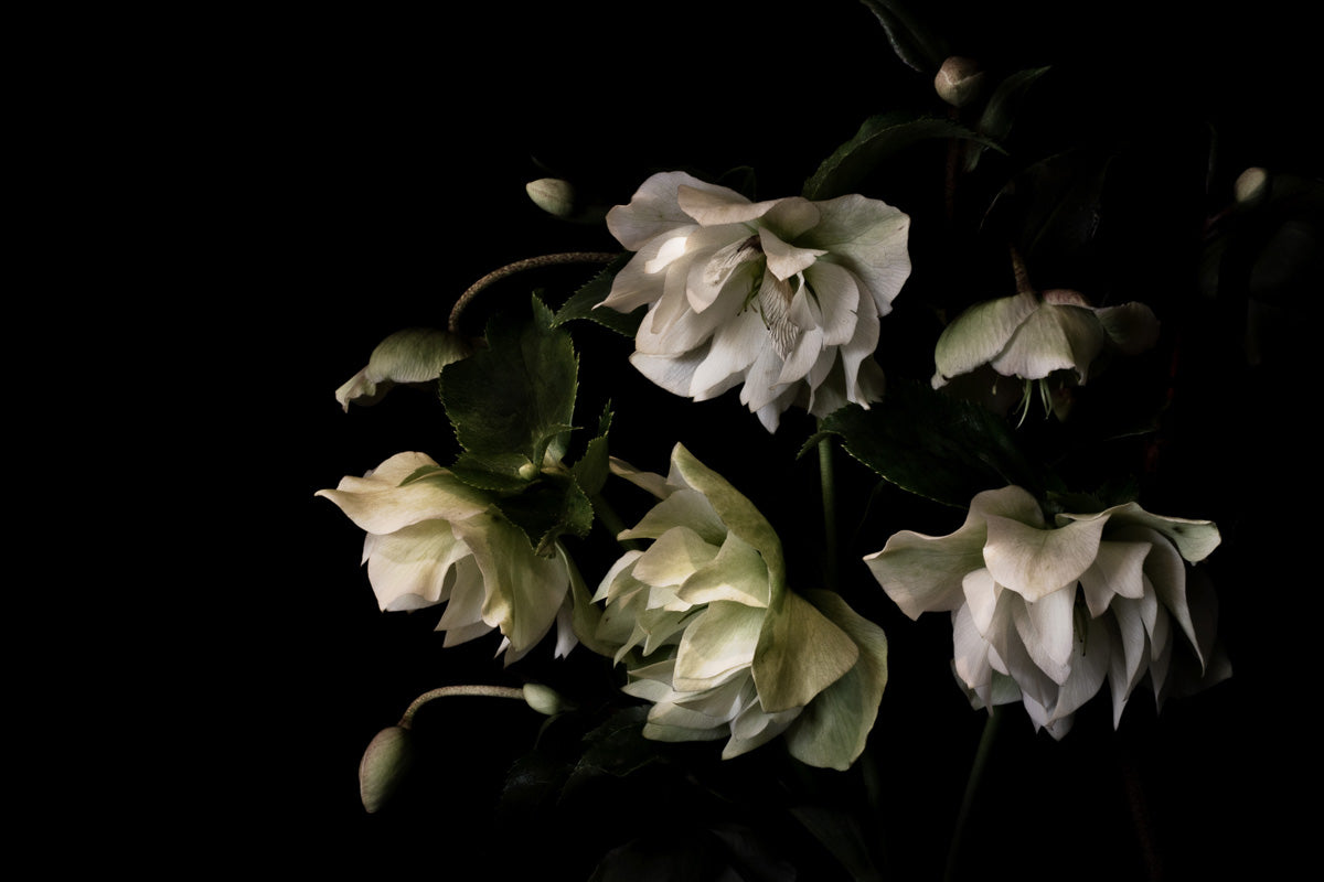 Hellebore Winter Rose Fine Art Canvas Print on bllack backgrounf by Kirsten Clark Art