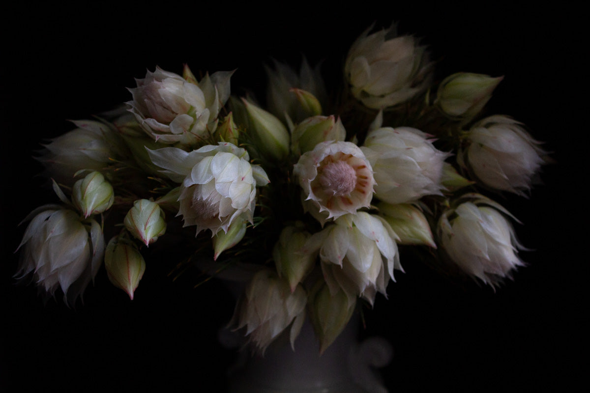 Blushing Brides Floral Print by Kirsten Clark