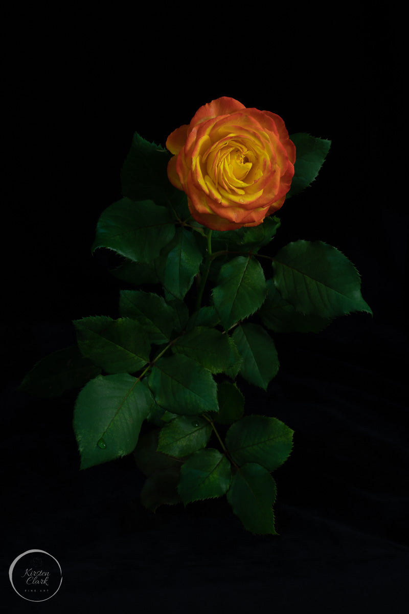 Portrait of a Rose - Tequila Sunrise - Print by Kirsten Clark Art