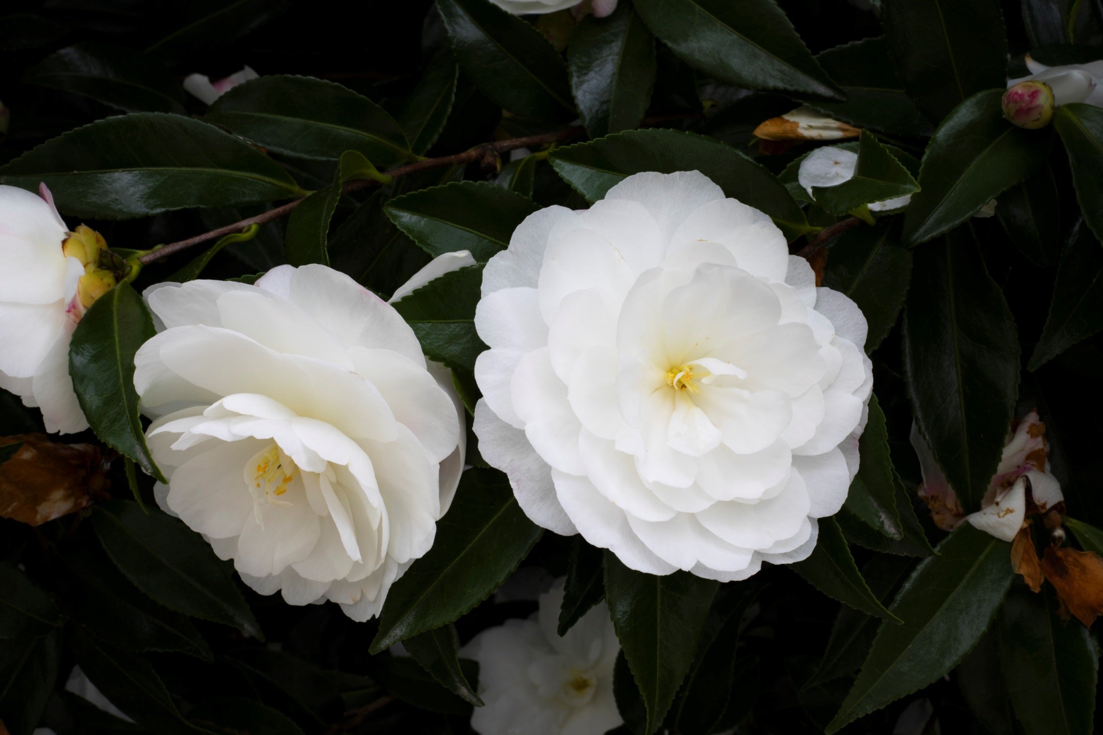 Early Pearly White Camellias | Open Edition Print