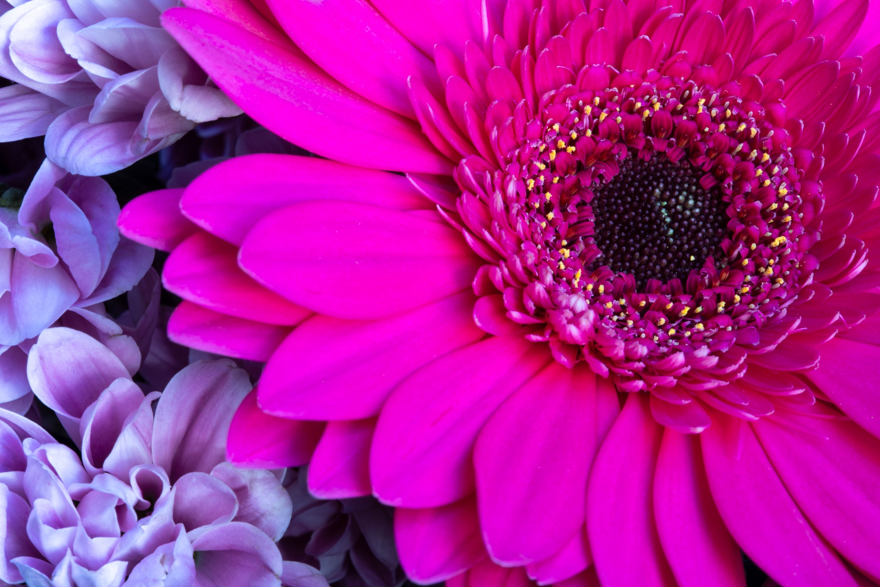 Pink Gerbera | Canvas Print