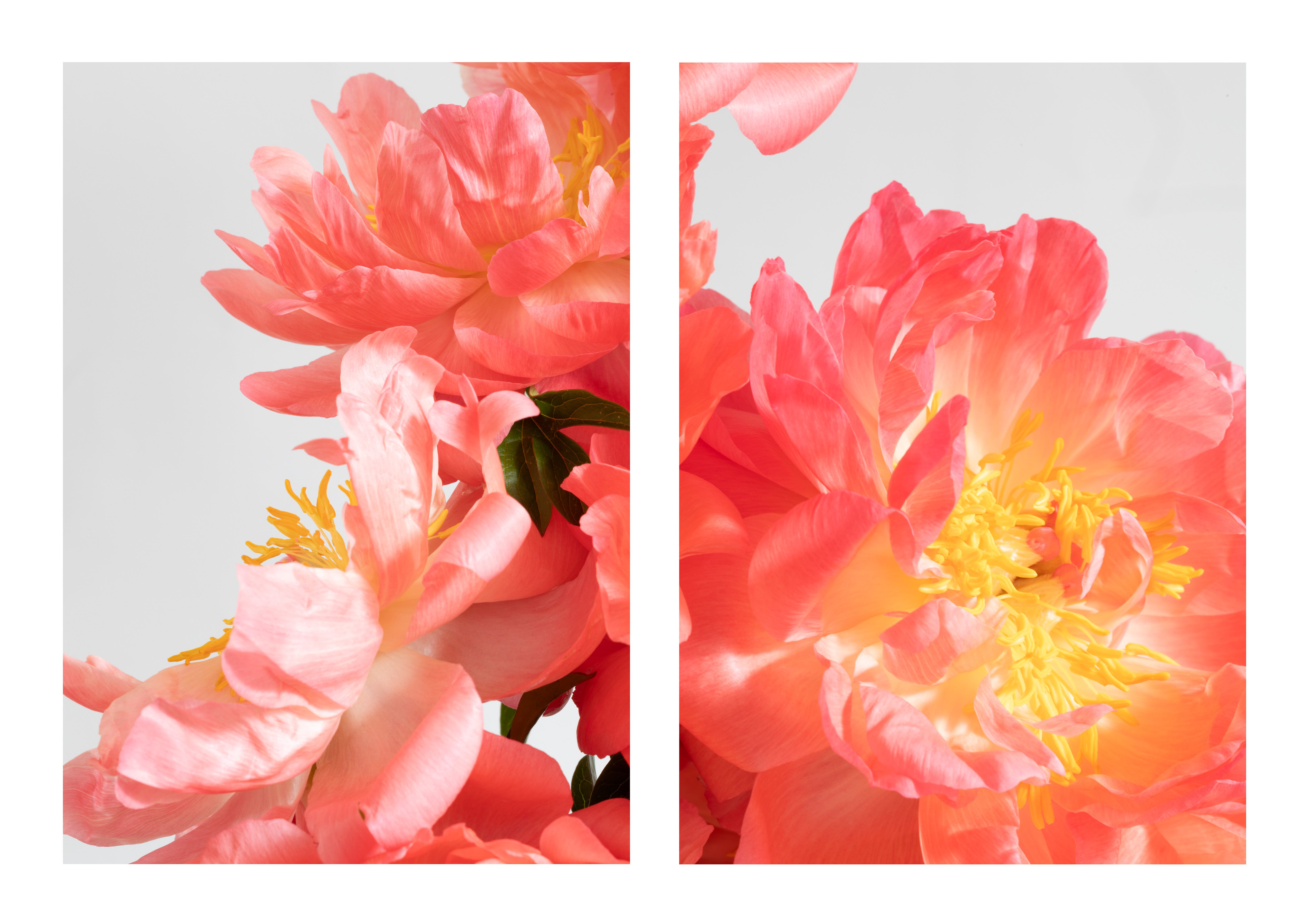 Coral Sunset Peonies Open Edition Print Kirsten Clark Art