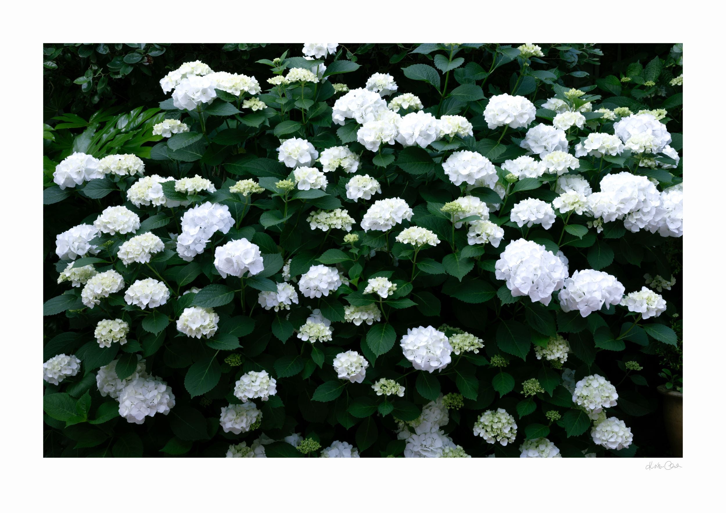 White Hydrangeas Print