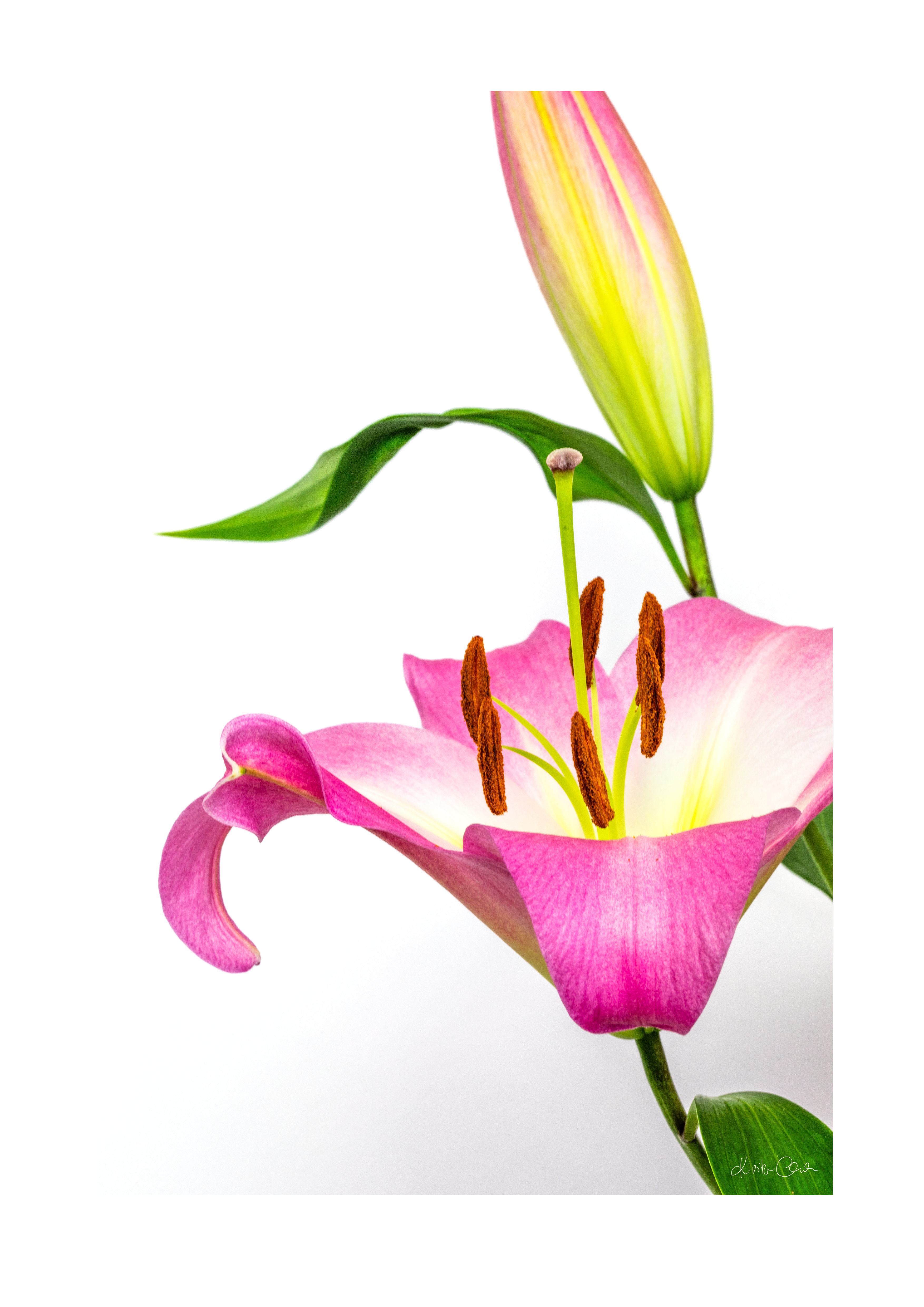 Pink Lily and Bud Poster