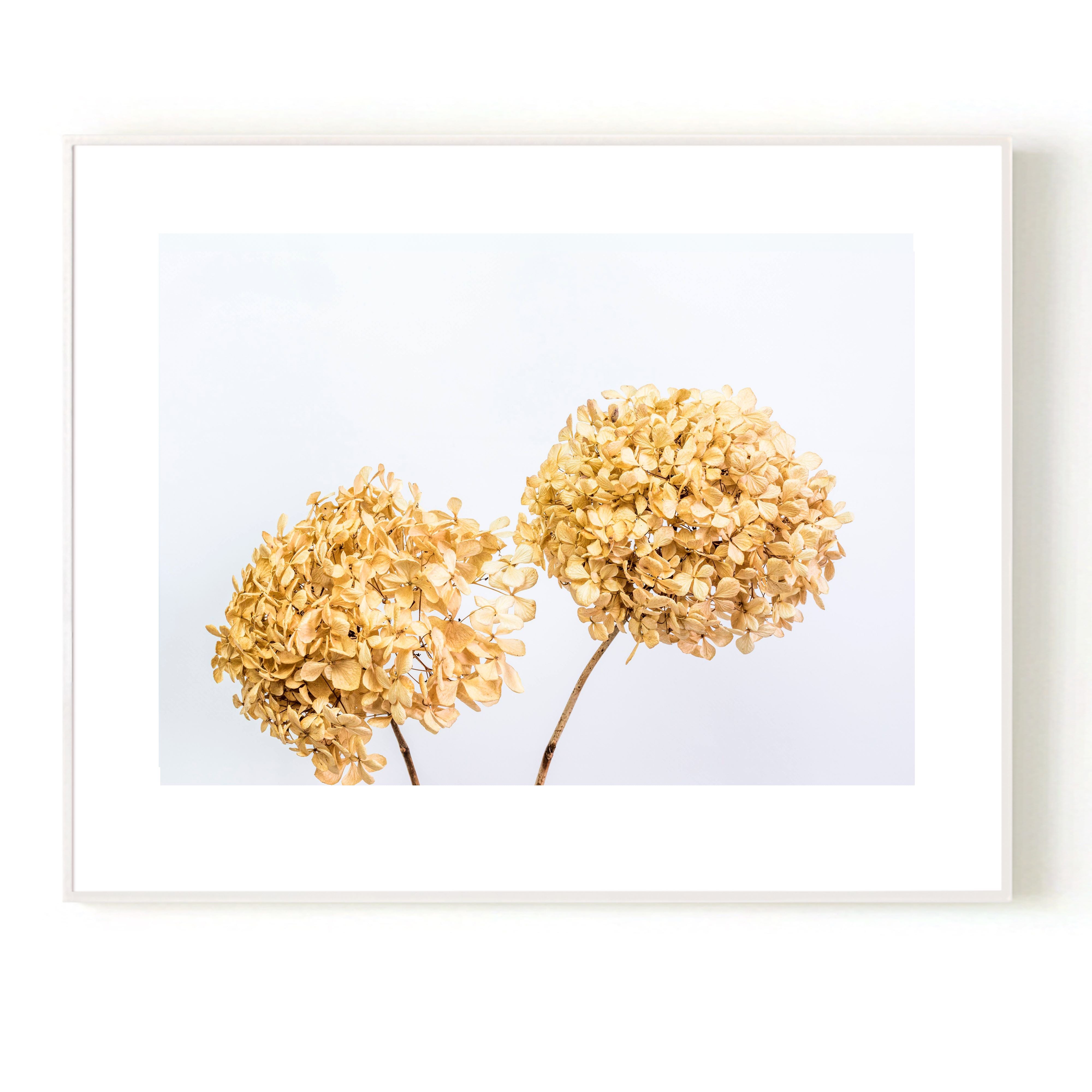 Dried Hydrangeas Print