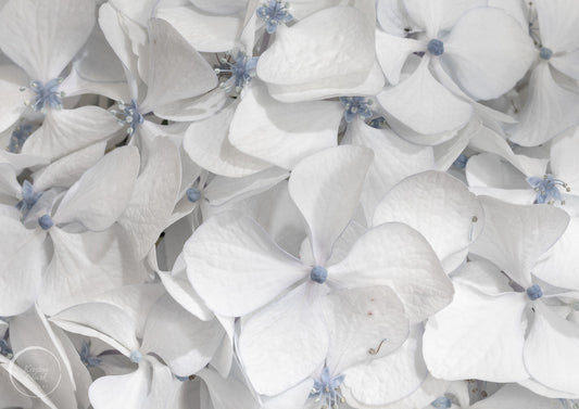 Hydrangea - Cool Summer Whites Open Edition Print