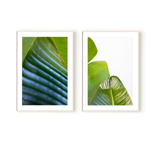 Banana Palms II & III Set of 2 - Open Edition Prints