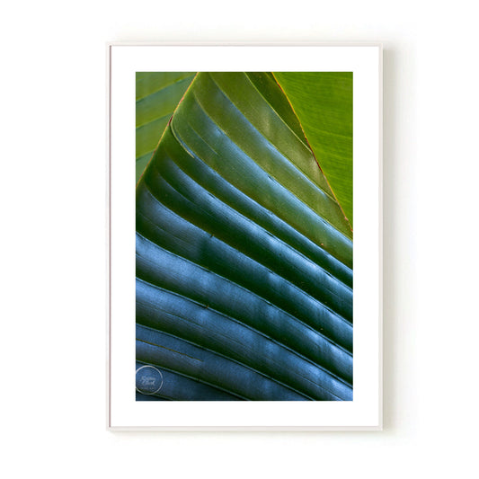 Banana Palms 2 - Open Edition Print