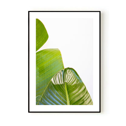 Banana Palms 3 - Open Edition Print