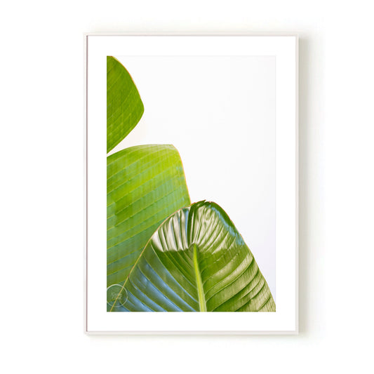 Banana Palms 3 - Open Edition Print