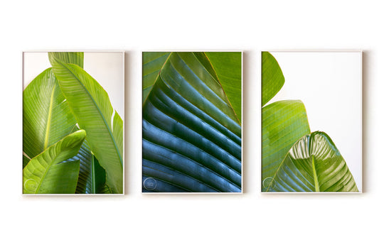 Banana Palms Trio - Open Edition Prints