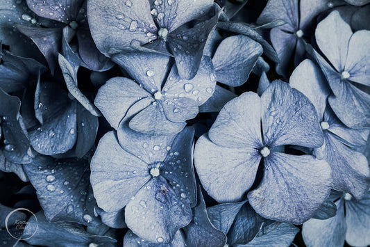 Blue Denim Hydrangea