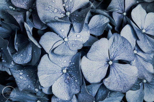 Blue Denim Hydrangeas Floral Print by Kirsten Clark Art
