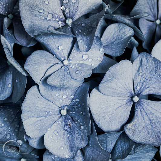 Blue Denim Hydrangea (Square)