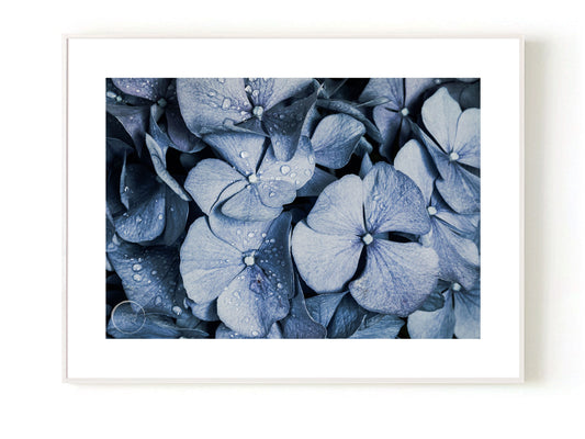 Blue Denim Hydrangea - Open Edition Print