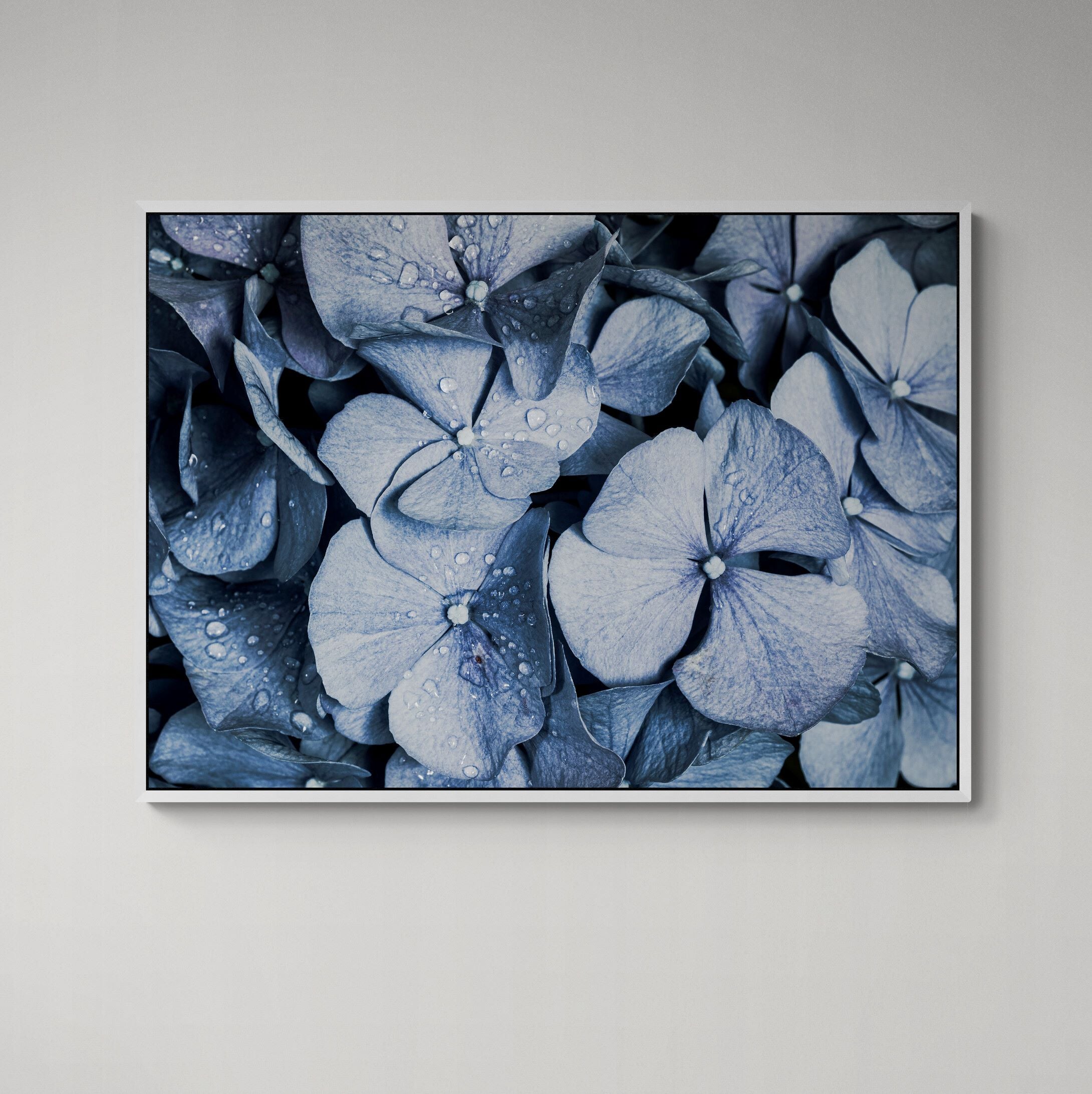 Blue Denim Hydrangeas Canvas Print framed on the wall by Kirsten Clark Art
