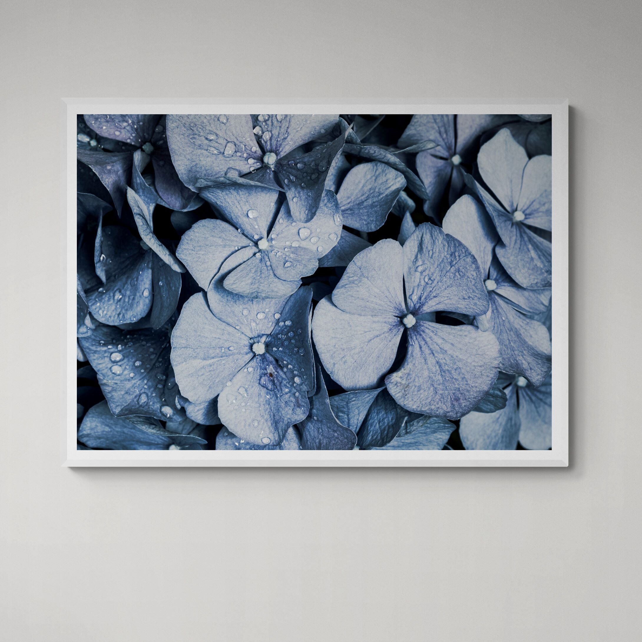 Blue_Denim_Hydrangeas_Print_framed_on_the_wall by Kirsten Clark Art