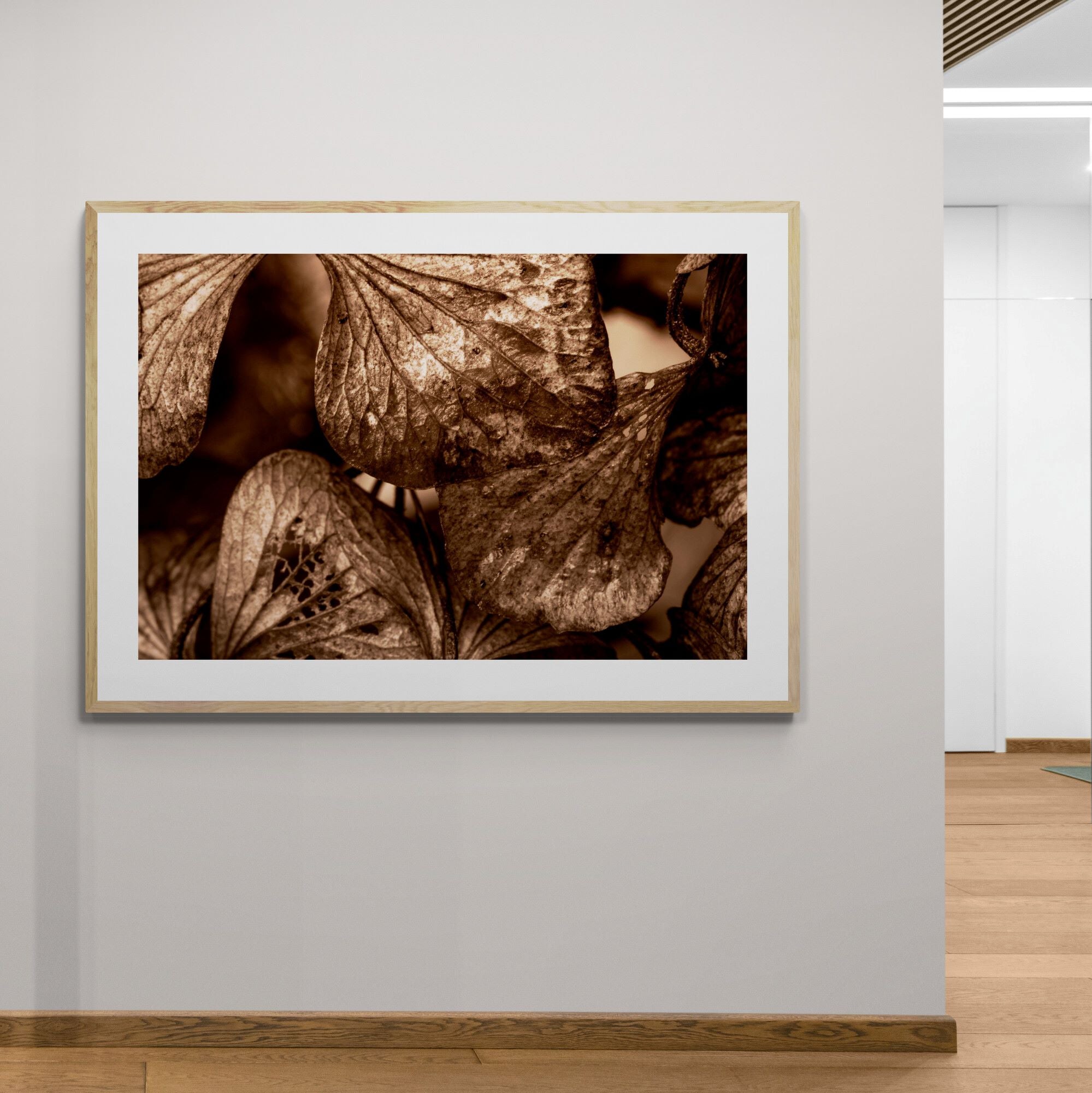 bronze hydrangea fine art print in contemporary hallway by Kirsten Clark Art