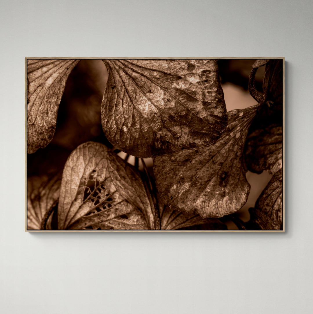 Bronze Hydrangeas | Canvas Print