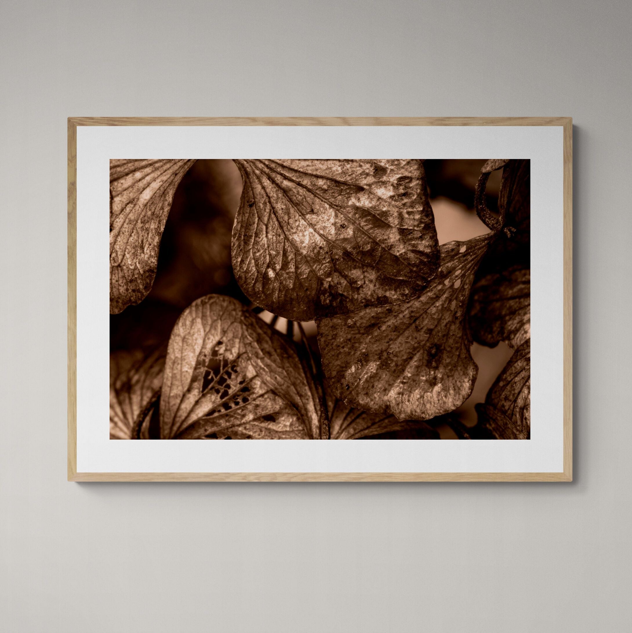 Bronze Hydrangeas Print with natural frame on wall by Kirsten Clark Art