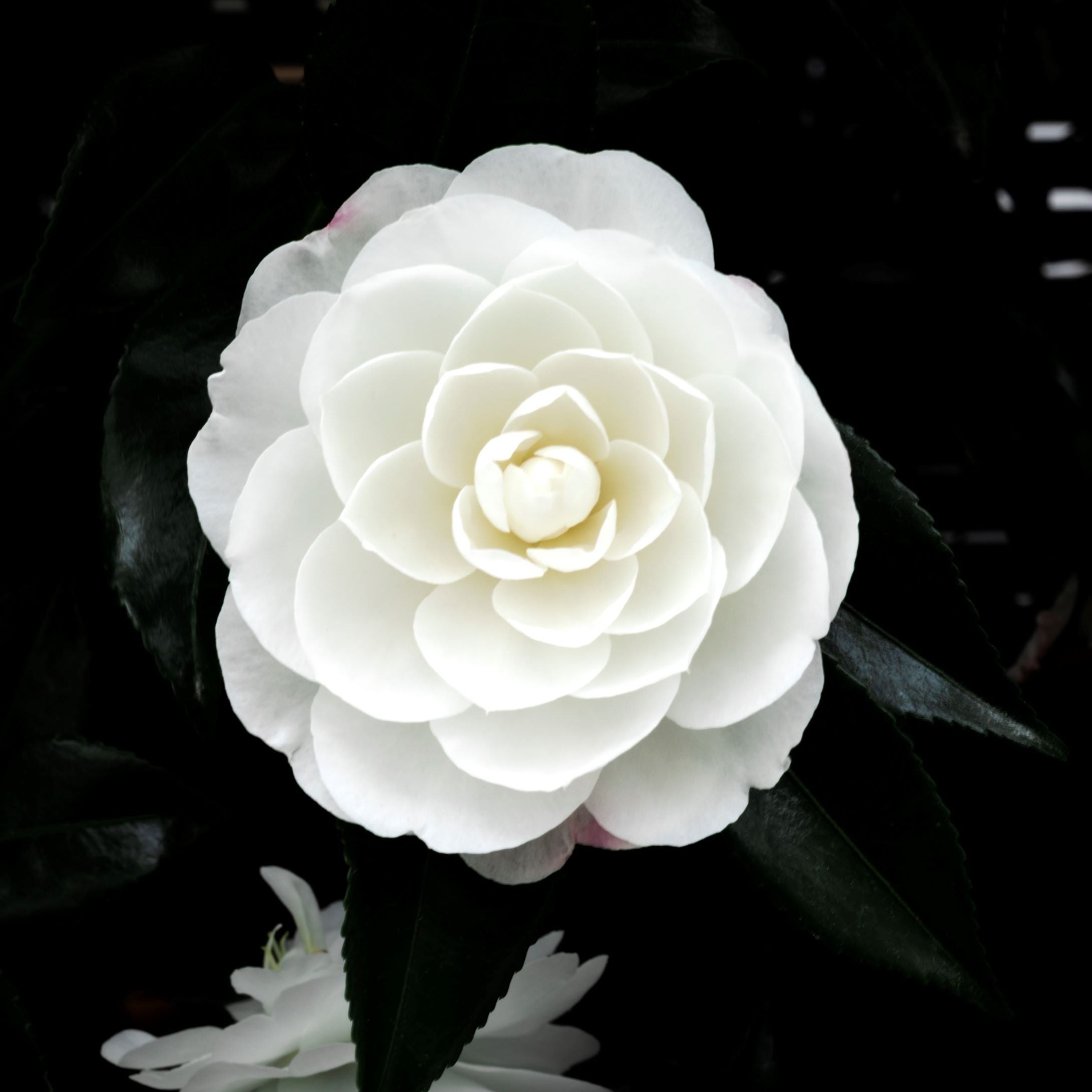 Early Pearly White Camellia Bloom | Open Edition Print