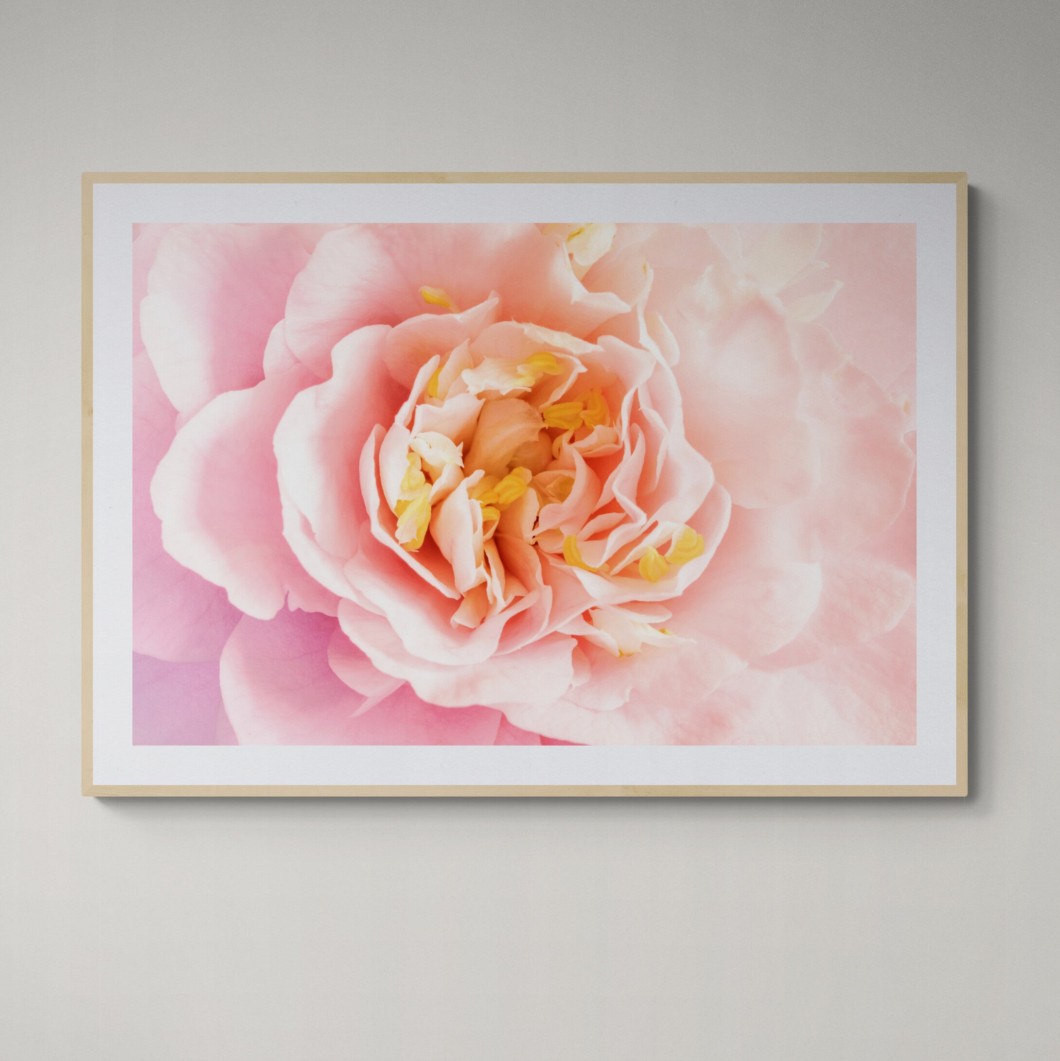 Camellia Blush | Open Edition Print