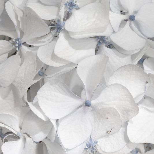 Hydrangea - Cool Summer Whites (Square)