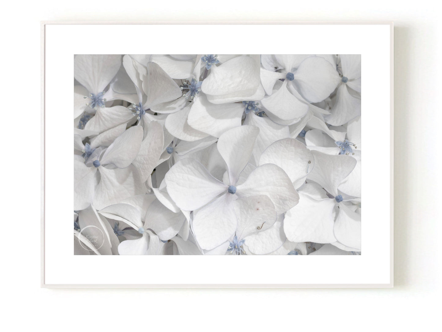 Hydrangea - Cool Summer Whites Open Edition Print