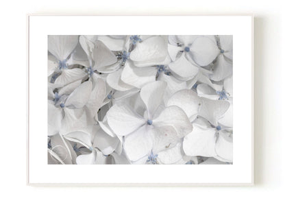 Hydrangea - Cool Summer Whites Open Edition Print