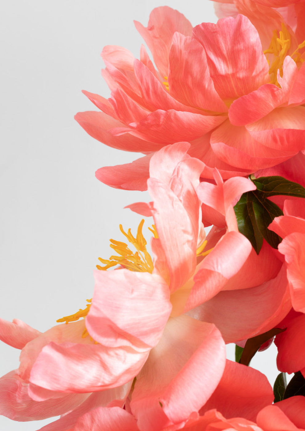 Peony Print Wall Art by Kirsten Clark Art