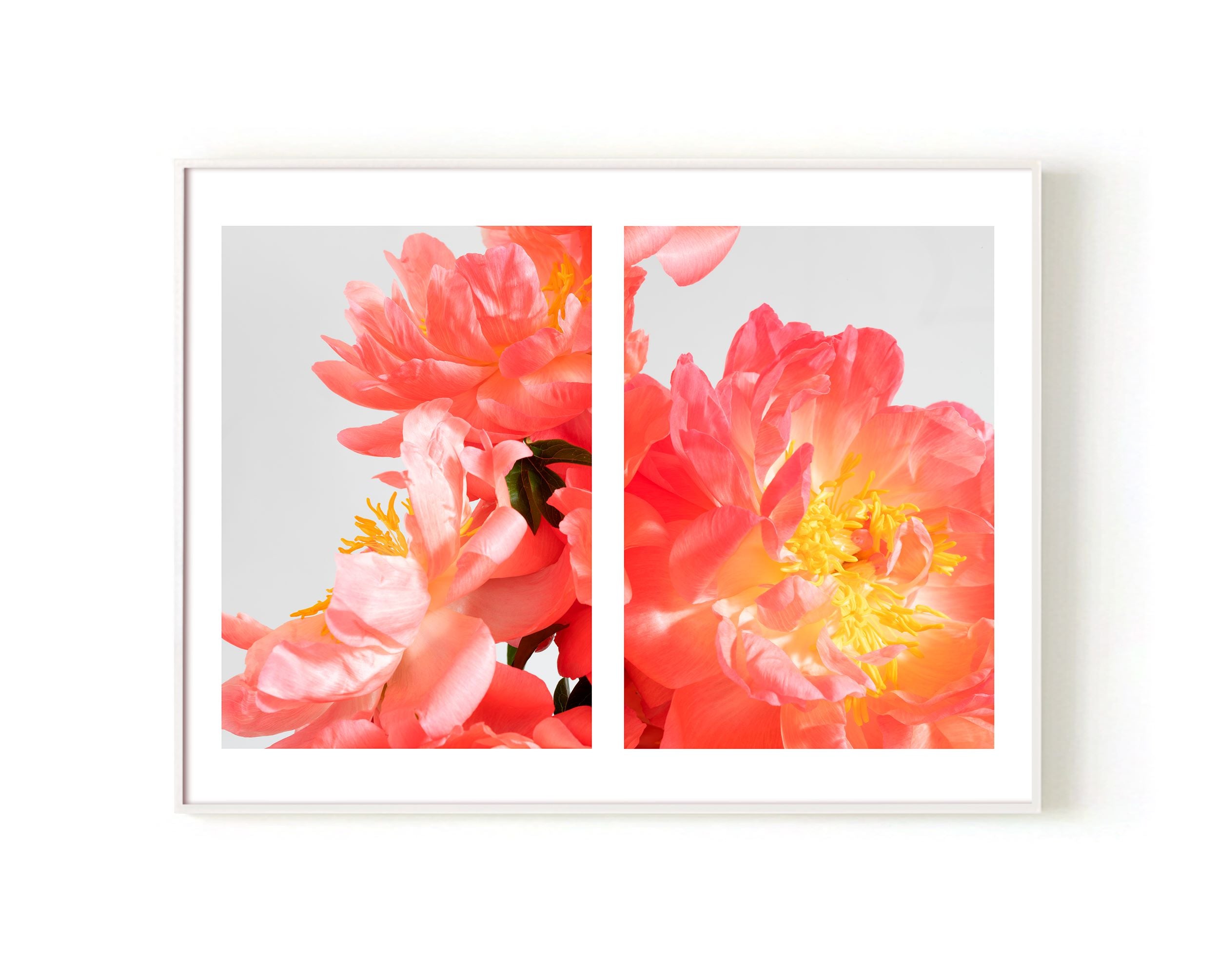Coral Sunset Peonies - Diptych Open Edition Print