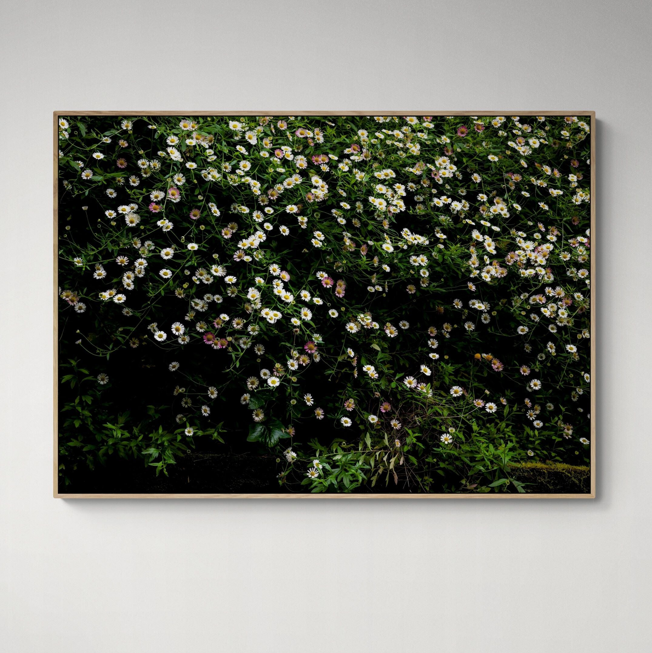 The Daisy Bank | Canvas Print