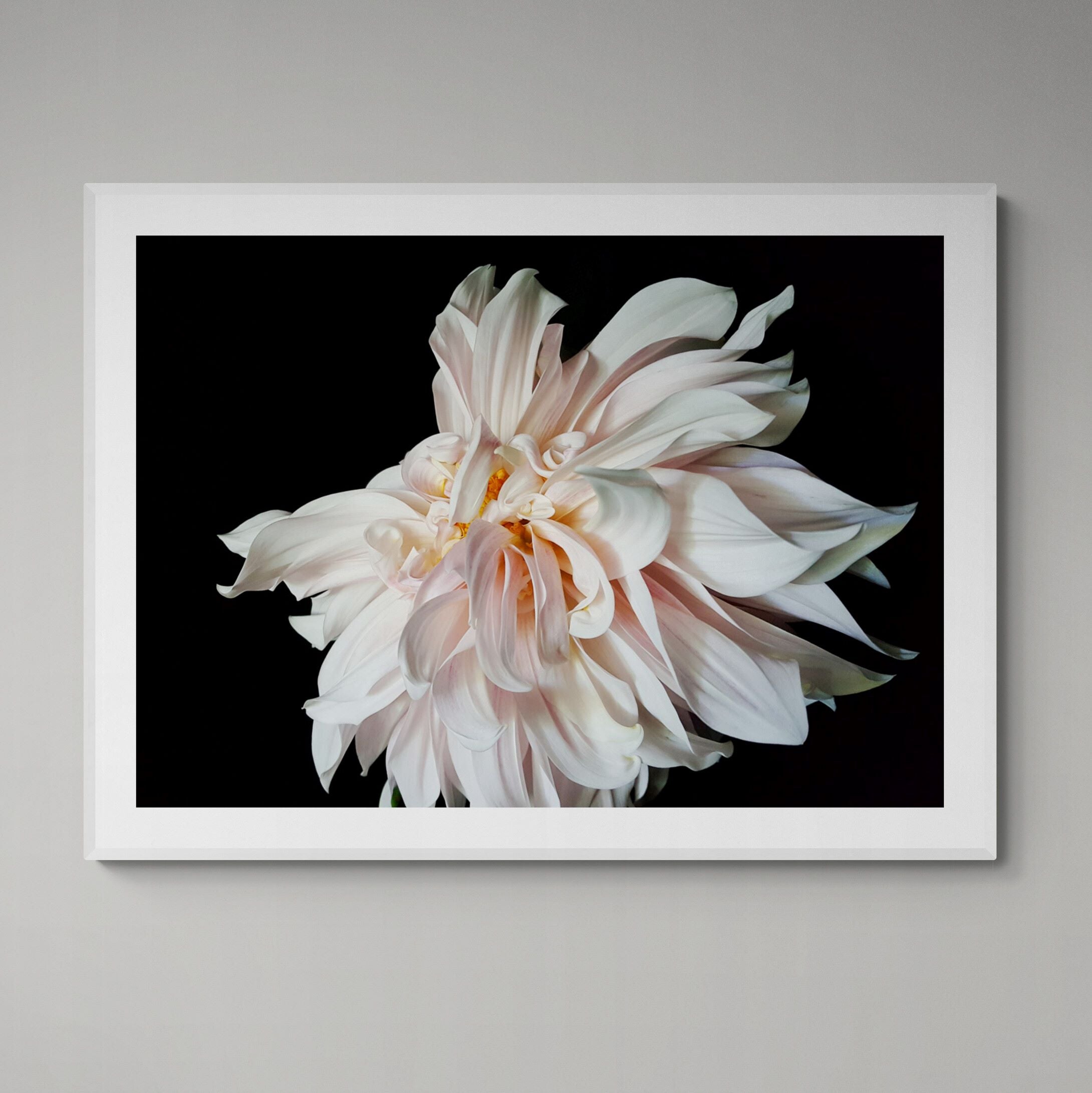 Dancing Dhalia Print framed on the wall  by Kirsten Clark Art