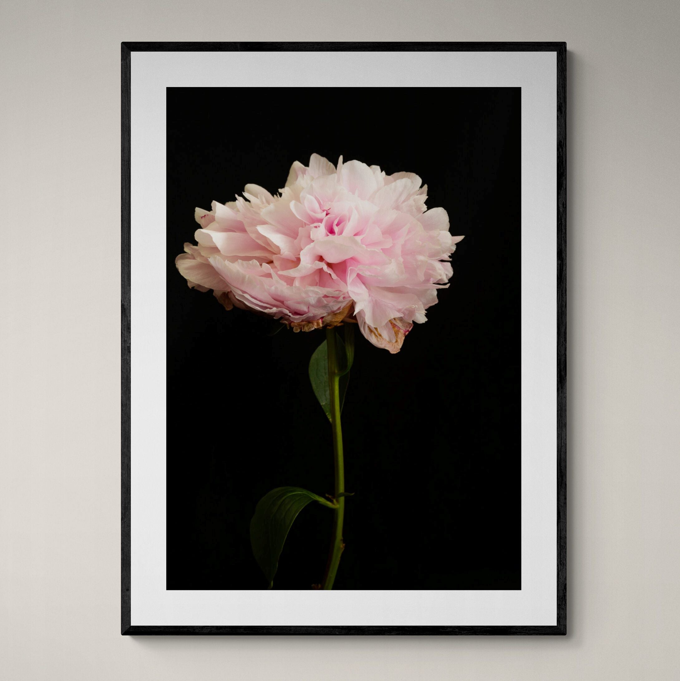 Dancing Pink Peony Print in black frame on wall by Kirsten Clark Art