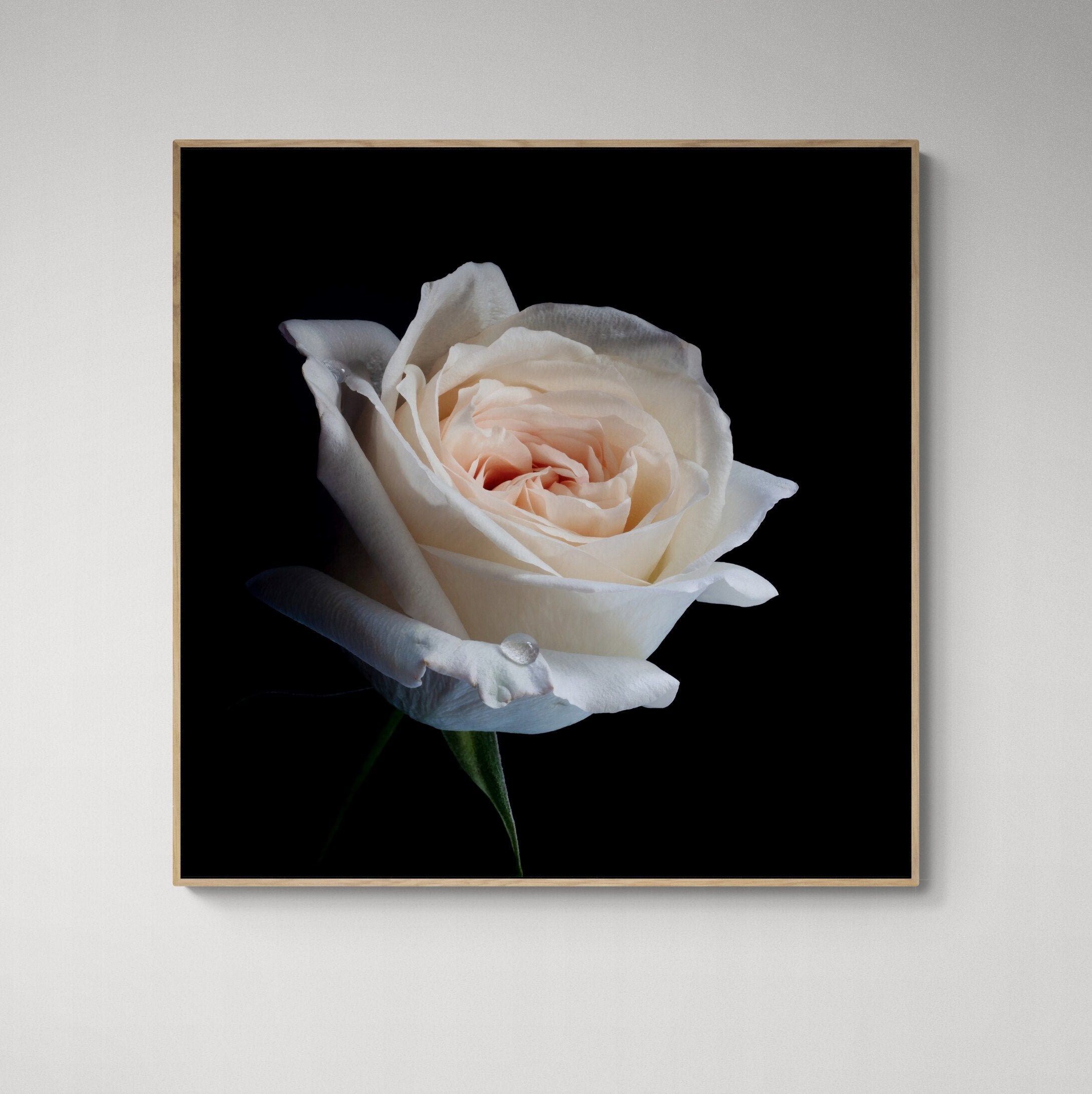 David Austin OHara Rose Canvas Print on the wall by Kirsten Clark Art