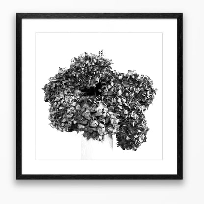 Lasting Blooms - Dried Hydrangeas #2 - Special Gift Size 300x300mm