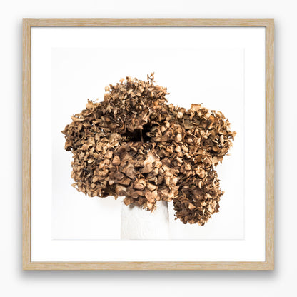 Lasting Blooms - Dried Hydrangeas #1