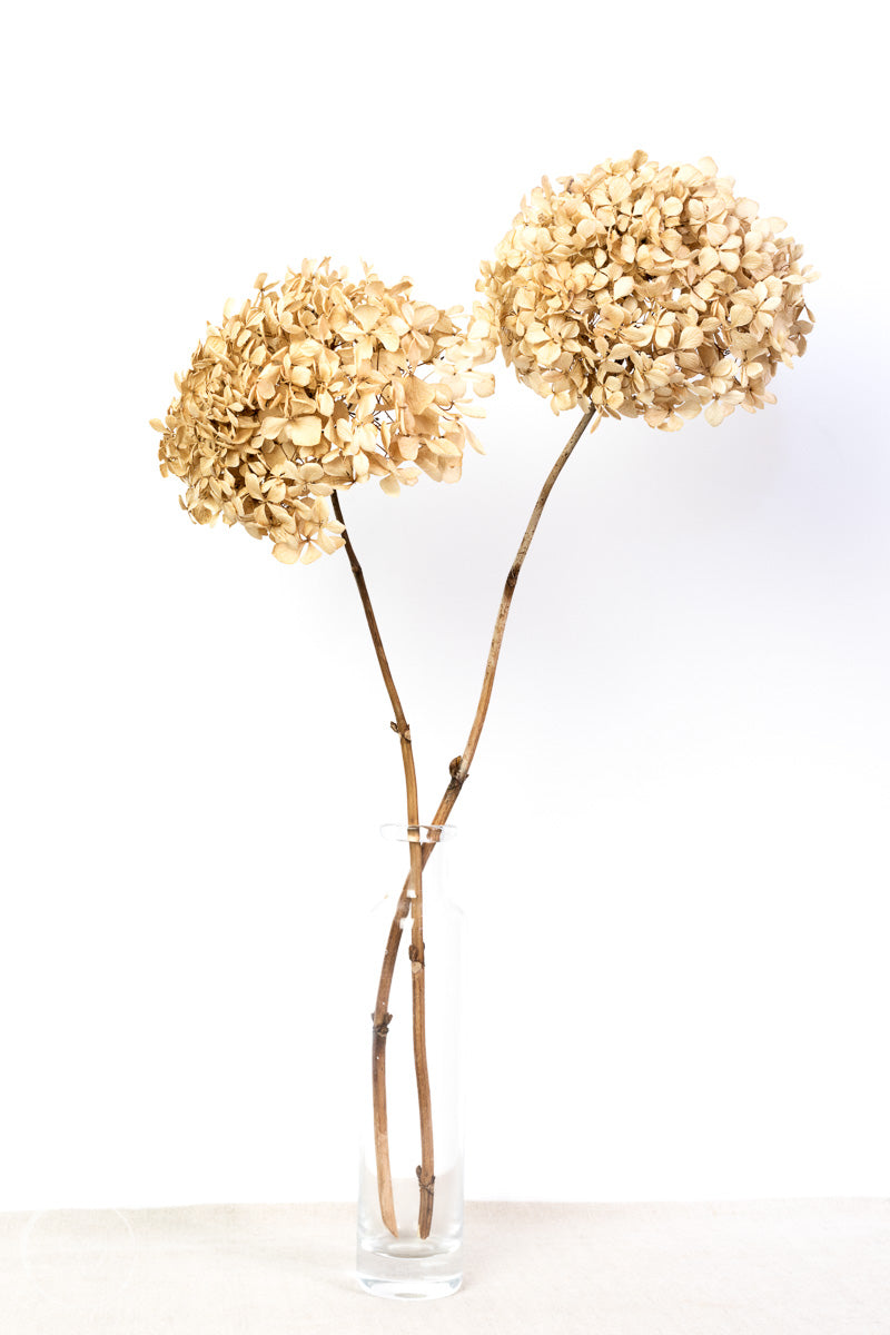 Dried Hydrangeas In A Vase Print