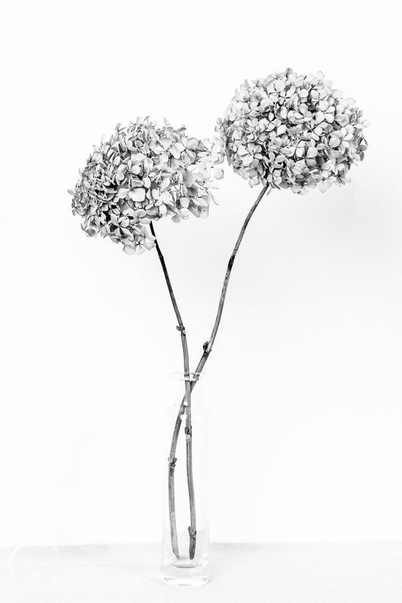 Dried Hydrangeas In A Vase Print B&W