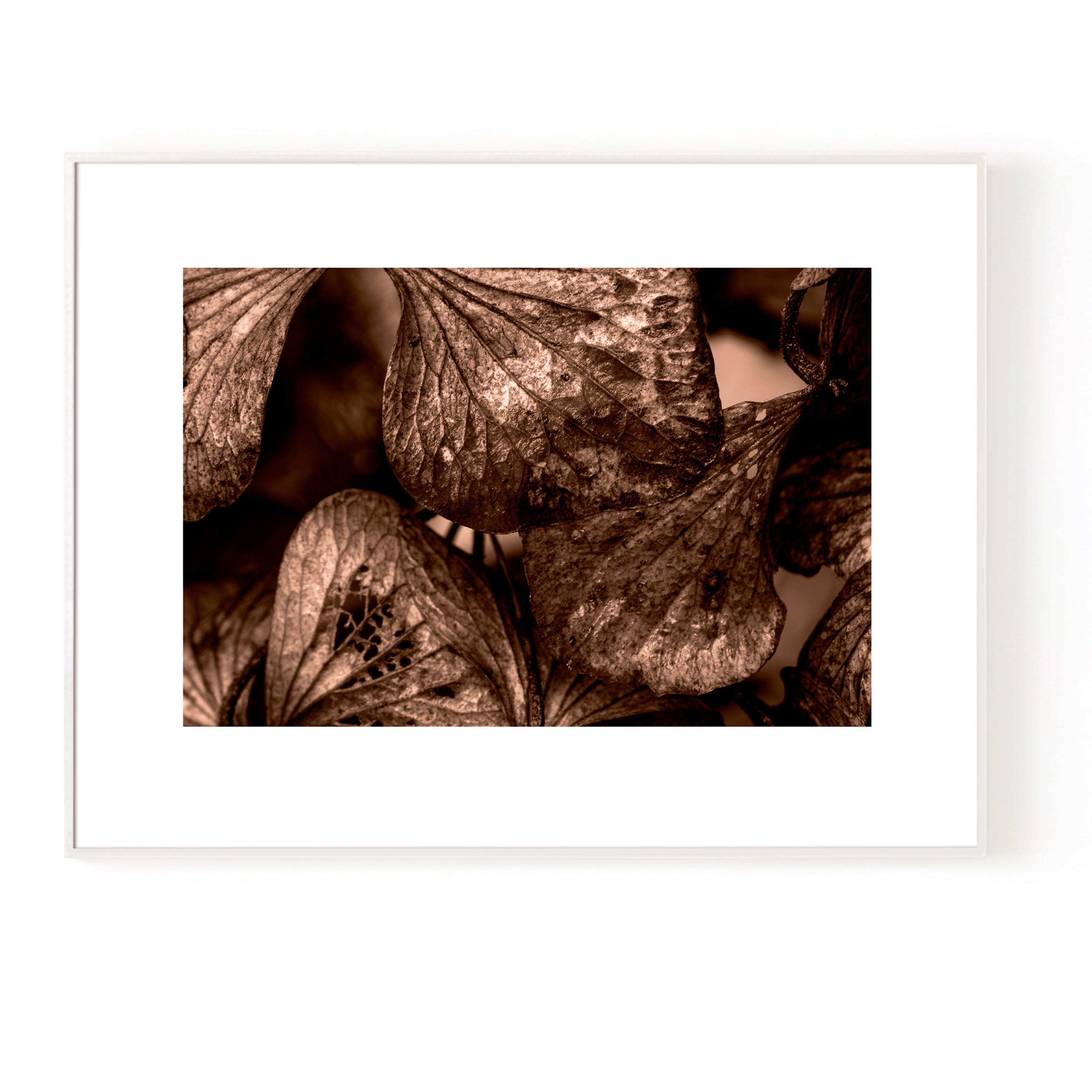 Bronze Hydrangeas - Limited Edition Print